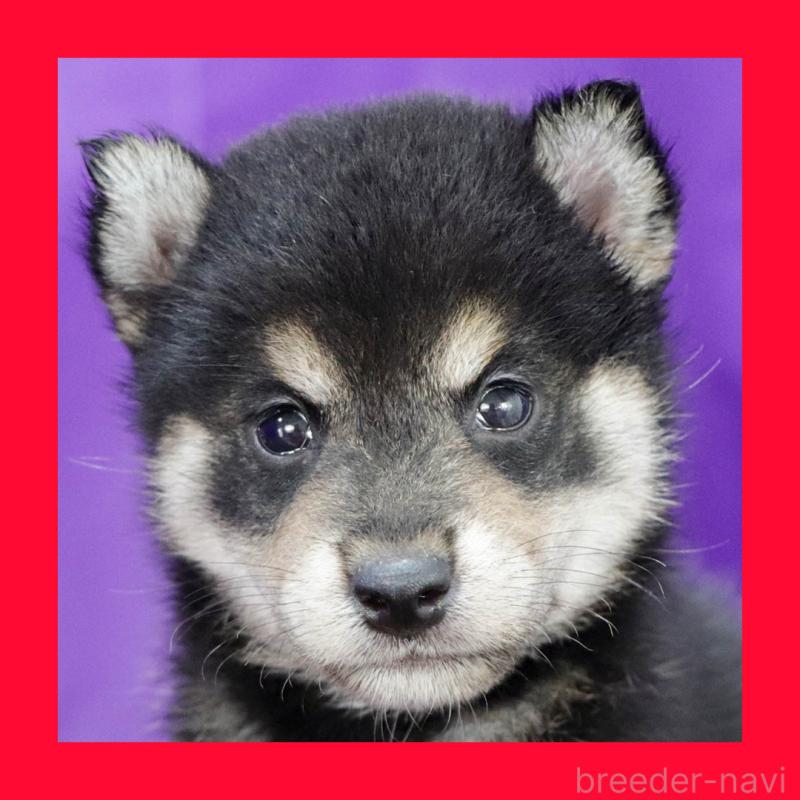 販売中の愛知県の柴犬-411063の1枚目